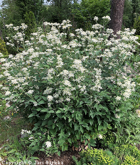  Clematis recta, pensaskrh